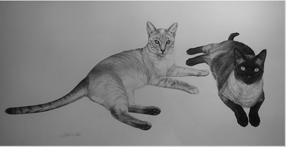 CatsPortraitDrawing